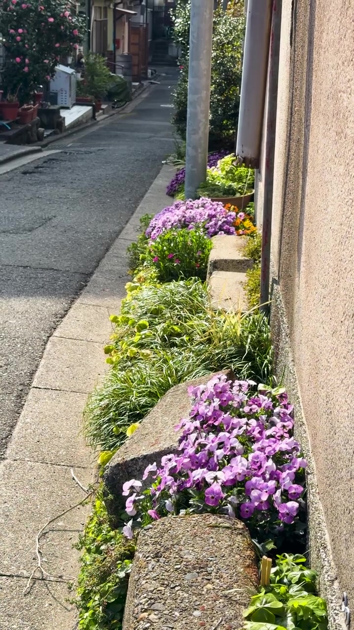 Levendige paarse bloemen bloeiend in een schilderachtige Japanse steegtuin