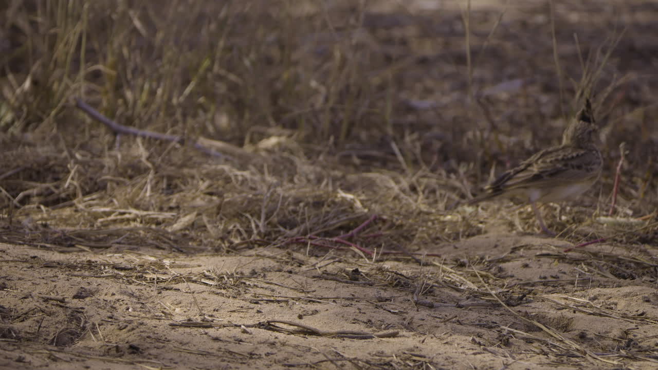 Crested lark on sandy ground in dry West African savanna grassland