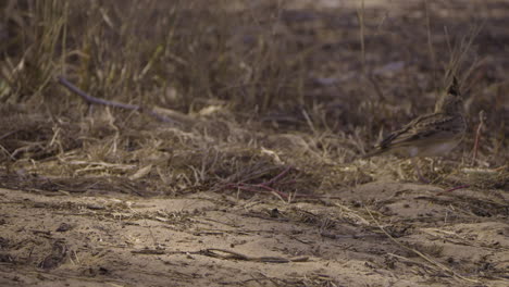 crested lark on sandy ground in dry west african savanna grassland