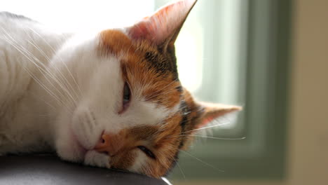 Hauskatze-Im-Inneren-Sieht-Verschlafen-In-Der-Nähe-Des-Fensters-Aus,-Schwenk-Nach-Links