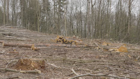 ökologische-Schäden,-Die-In-Wäldern-Durch-Die-Kommerzielle-Holzernte-Verursacht-Werden