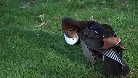 Eine-Mandarinente-Putzt-Ihre-Federn-In-Einem-Park