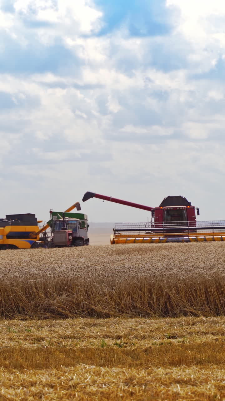 Combine Harvester Cutting Wheat. Combine working on the large wheat field. Vertical video