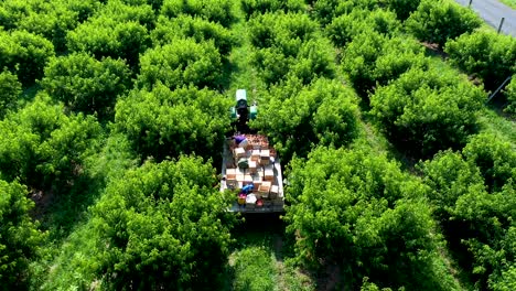 aerial orbit around a tractor with flatbed loaded with peaches in an orchard while people pick fruit