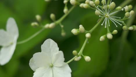 小型白色的花朵,開始開花,近距離拍攝