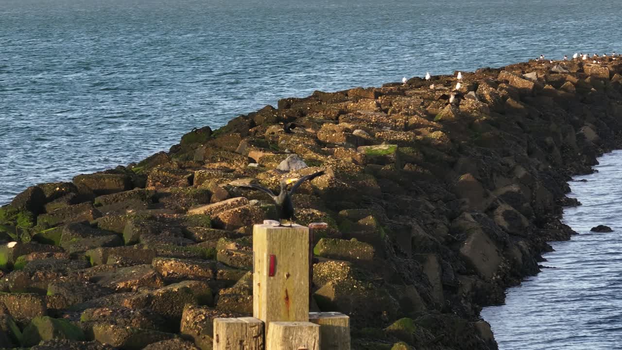 Cormorant balanced on tall pier post overlooking wide ocean horizon under gentle daylight, flapping wings, orbit