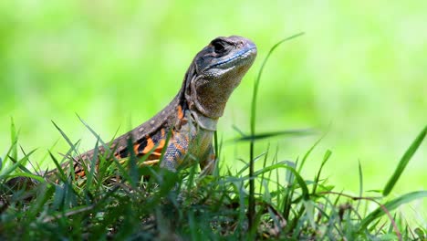 the butterfly lizard is a sort of iguana, the skin is patched with orange, olive-green, spots of white and blue