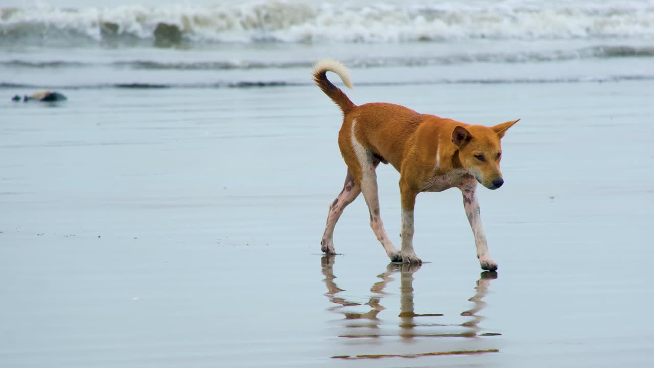 un perro local camina juguetónmente por las arenas húmedas de la playa de kuakata, bangladesh.