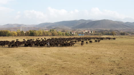 Granjero-Montando-A-Caballo-Lleva-Su-Rebaño-De-Ganado-En-Los-Campos-De-Kayseri,-Capadocia,-Turquía