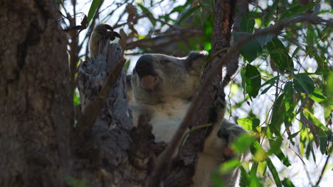 lindo oso koala sentado, comiendo y durmiendo en un árbol
