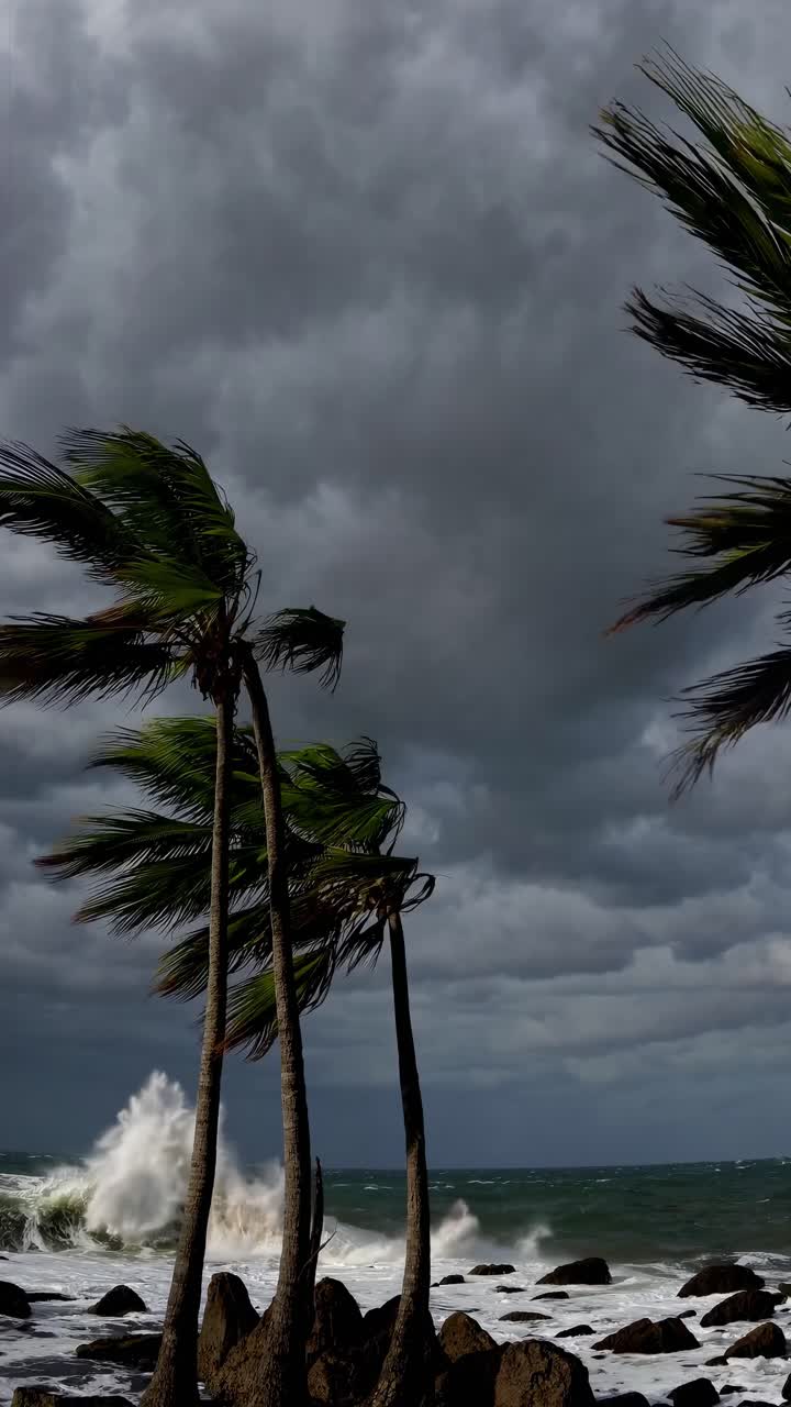 Escena de video dramática de mares tormentosos con olas rompiendo y palmeras meciéndose.