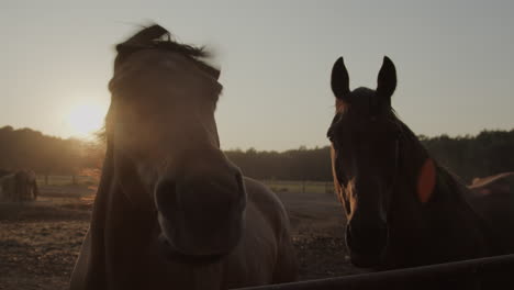 horses in the paddock