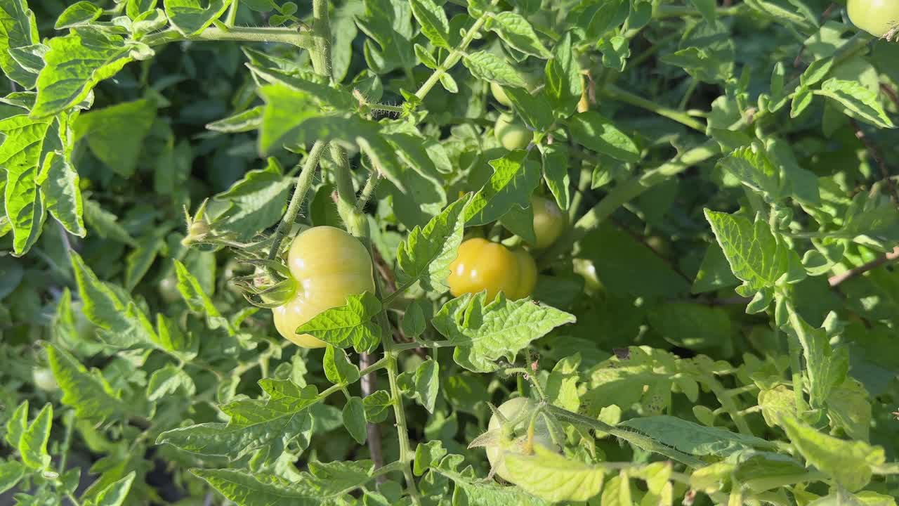 Closeup of tomato plant with light yellow tomatos, tomatos are turning yellow as the sun is shining on them,