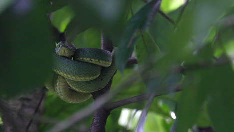 coiled resting south american rainforest jungle tropical green jararaca pit viper poisonous snake