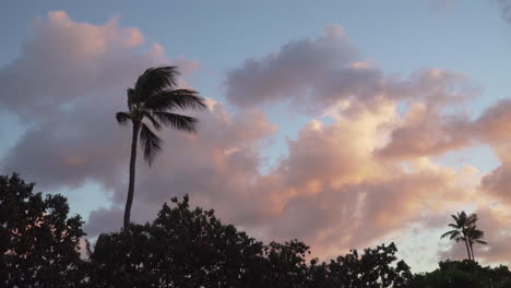 Palm-Tree-Leaves-Waving-in-the-Wind-During-A-Beautiful-Sunset-on-the-Island-of-Kauai-in-Hawaii
