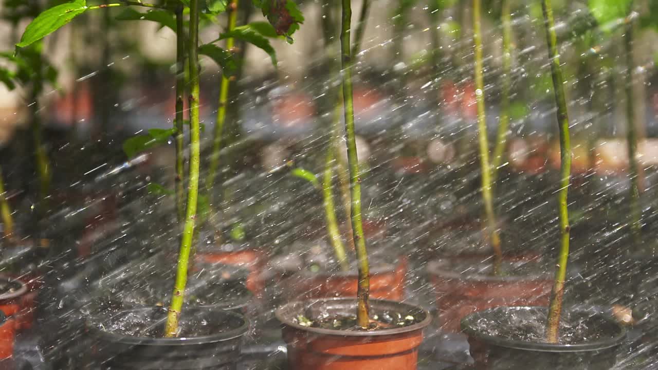 actividad de jardinería desde macetas, cuidado de árboles jóvenes y cuidado general de las plantas