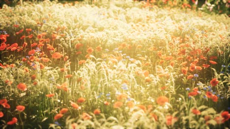 wild field flowers at summer sunset