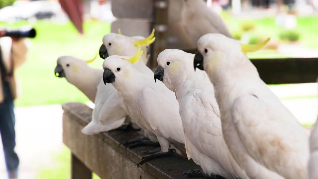 나무 레일링 에 카카투 를 먹이는 사람