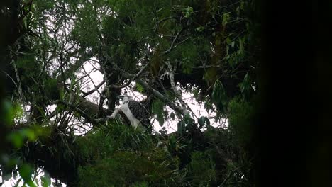 el águila filipina, también conocida como águila comedora de monos, está en peligro crítico y puede vivir sesenta años alimentándose de monos, lémures voladores y pequeños mamíferos como ave de rapiña oportunista.