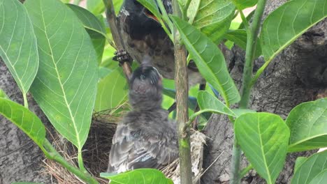 red vented bulbul feeding food for chicks