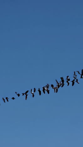 birds in flight
