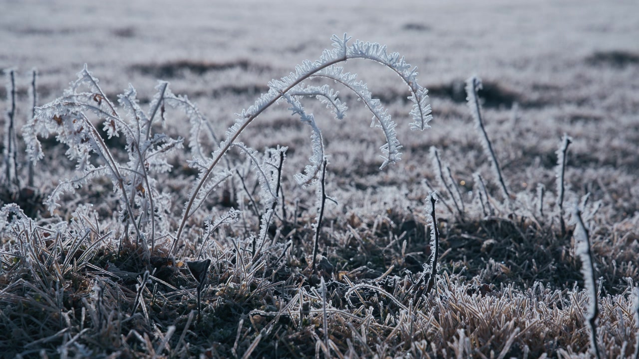 Frost dækker tørrede planter og græs på en isnende vintermorgen