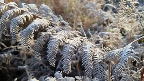 Frost-Bedeckt-Farnblätter,-Die-In-Der-Saisonalen-Ländlichen-Winterlandschaft-Eingefroren-Sind