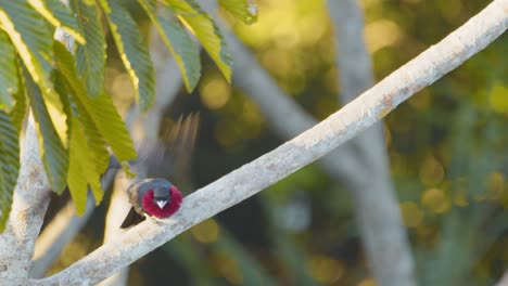 el macho de cuervo de la fruta de garganta morada se acerca a una hembra y realiza una exhibición de cortejo con la garganta hinchada, la hembra se va volando y lo rechaza.