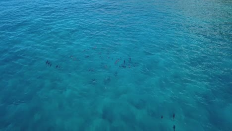 Pod-of-dolphins-swim-majestically-as-tourists-wait-to-get-into-water