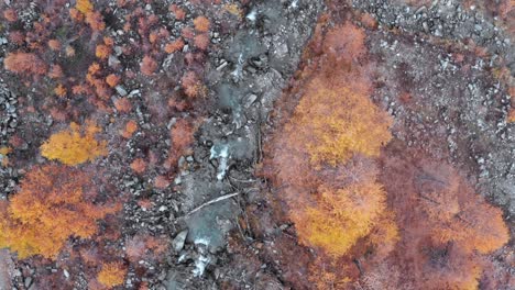 top down aerial forward of wild creek with autumn orange foliage trees