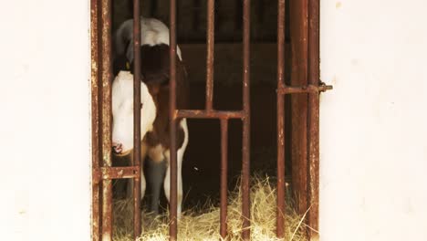 baby dairy cow in pen