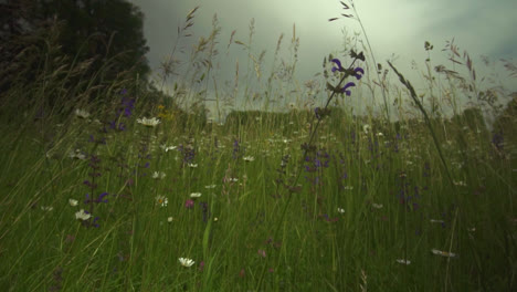 Una-Toma-Lenta-De-Un-Campo-De-Trigo-Balanceándose-Con-El-Viento