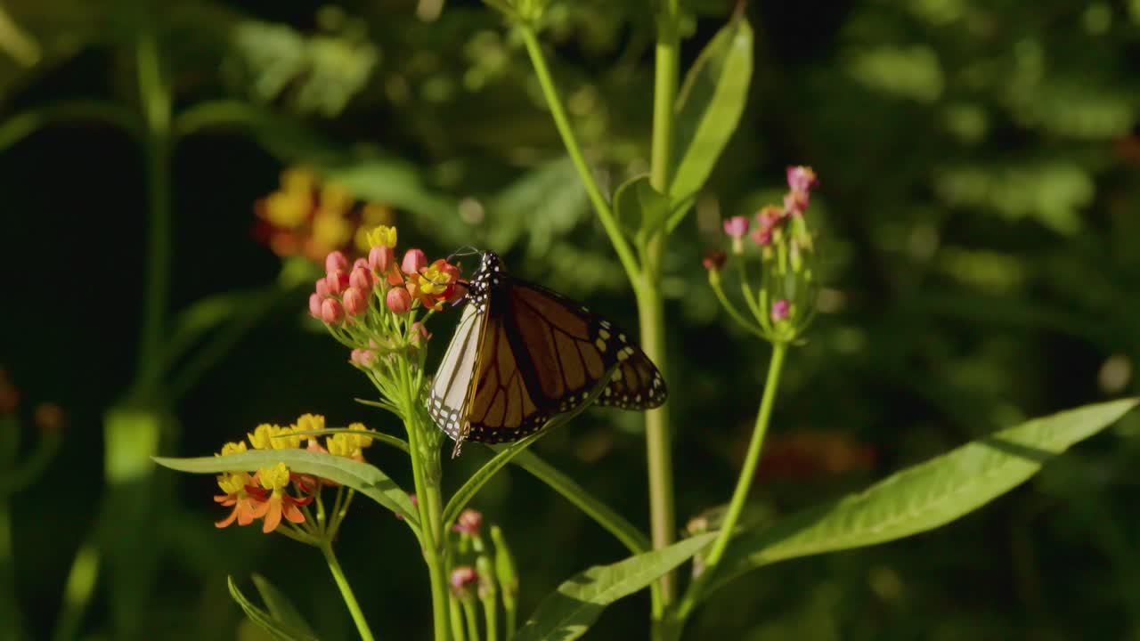 una vibrante mariposa monarca se posa delicadamente en una flor, sus emblemáticas alas naranja y negra parcialmente cerradas, en medio de exuberante vegetación y flores