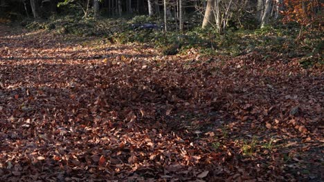 drone flying with low attitude over falling colorful leaves in forest