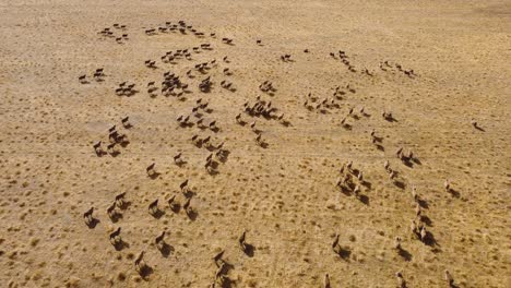 Aerial-drone-shot-of-flock-of-sheep-livestock-running-farming-industry-agriculture-tourism-industry-outback-South-Australia-Adelaide-4K