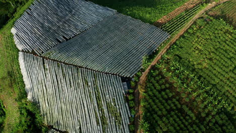 Top-down-aerial-drone-view-of-tomato-crops