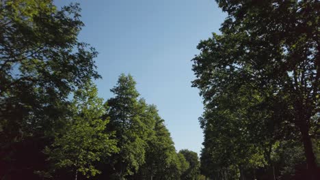 tree-lined road. real time process plate