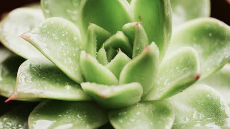 primer plano de una planta suculenta con gotas de agua en sus hojas verdes carnosas, con espacio para copiar