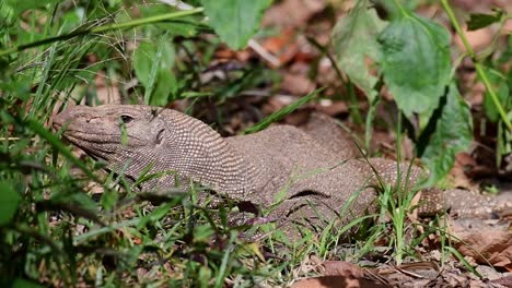 un lagarto monitor nublado diurno salvaje, varanus nebulosus, inactivo bajo el calor del sol de la tarde dentro de plantas tropicales en tailandia, asia