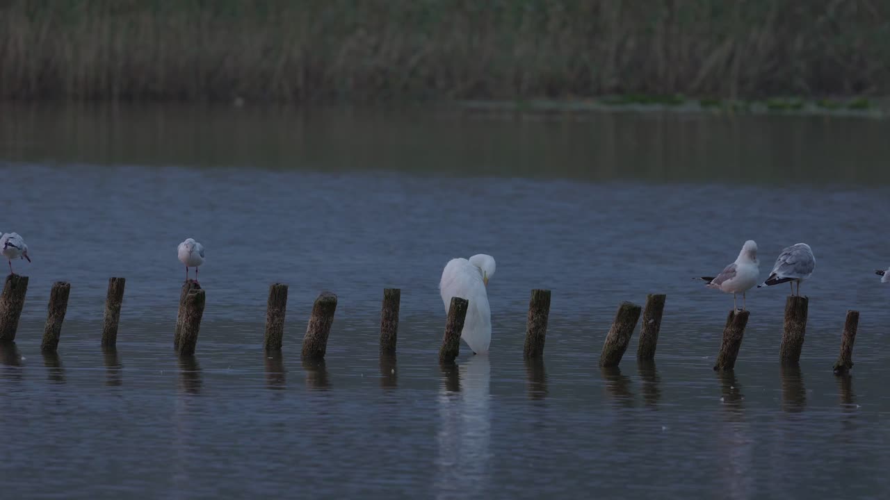 Duck, White Heron and Gulls on the remains of broken Pier