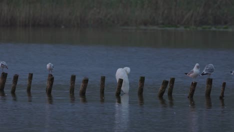pato, garza blanca y gaviotas en los restos del muelle roto