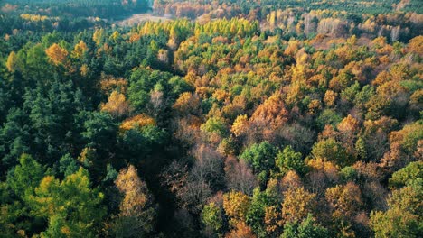 Vista-Aérea-De-Un-Camino-Rural-Con-Un-Bosque-Otoñal-Amarillo-Y-Naranja.