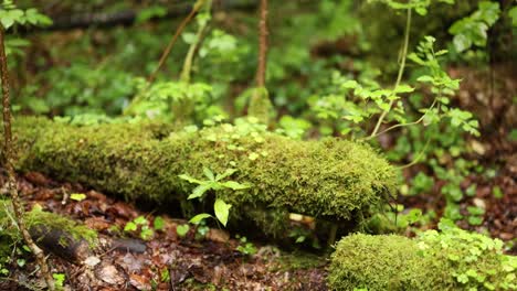 mossy log in lush dunkeld forest