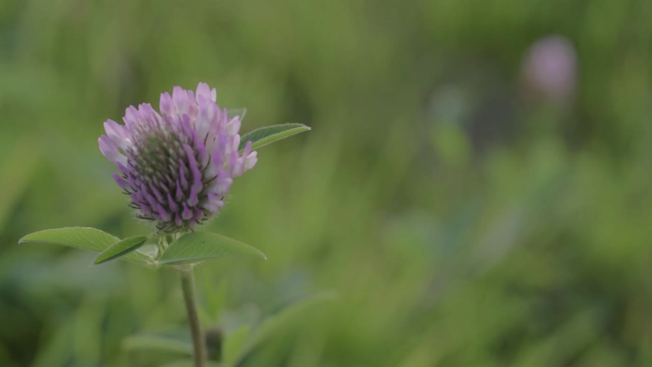 flor de trébol rojo que crece salvaje en el prado de fondo verde de cerca