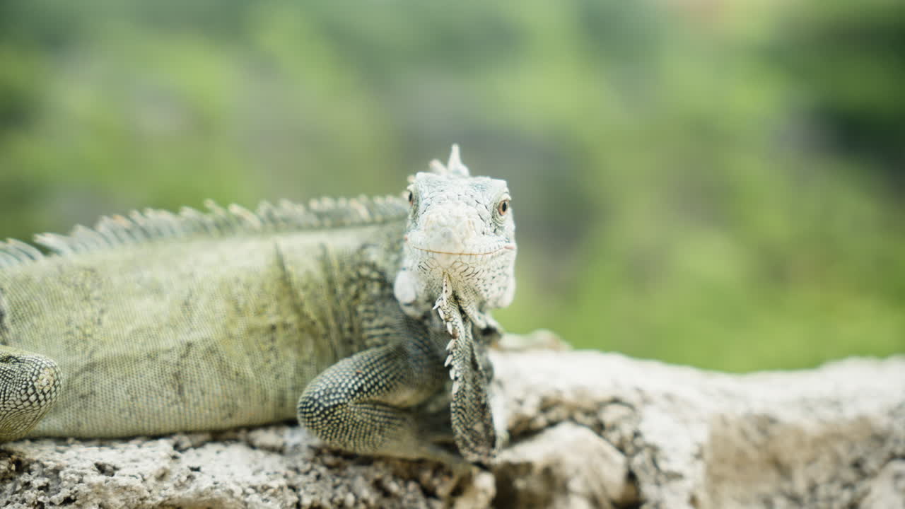 The iguana pauses, alert and still, framed by rocks and sparse coastal plants