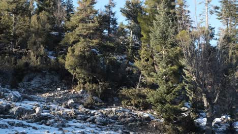 snowy forest slope