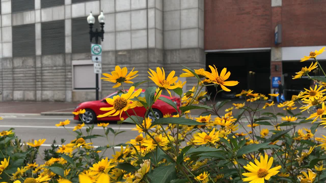 Boston road with traffic,  in a background, yellow flowers with bumblebee on a foreground.