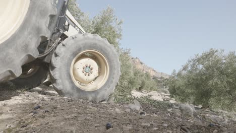 tractor with trailer in an olive field