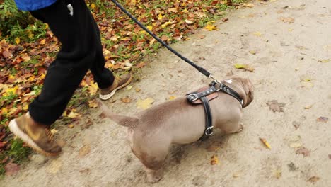 autumn walk featuring dog and owner on leafy path in serene park setting, 4k