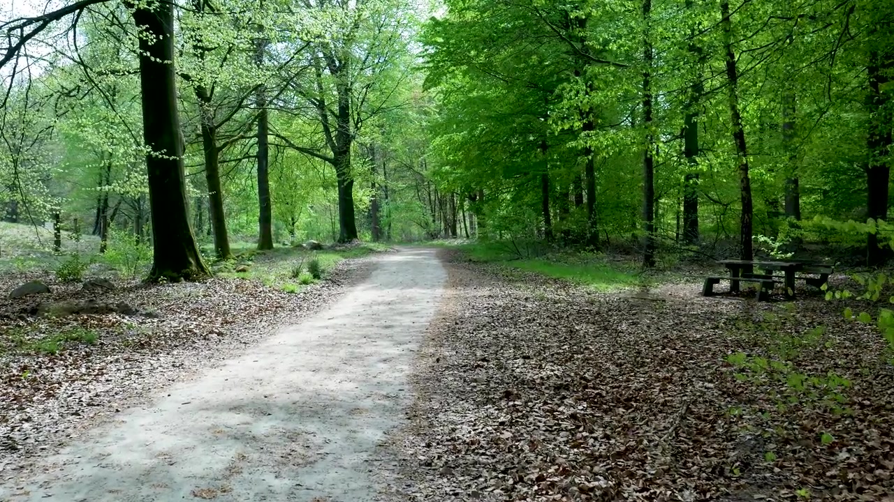 Dirt Path Through a Lush Green Forest in Spring
